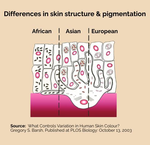 Differences in Skin Structure and Pigmentation Asian European African
