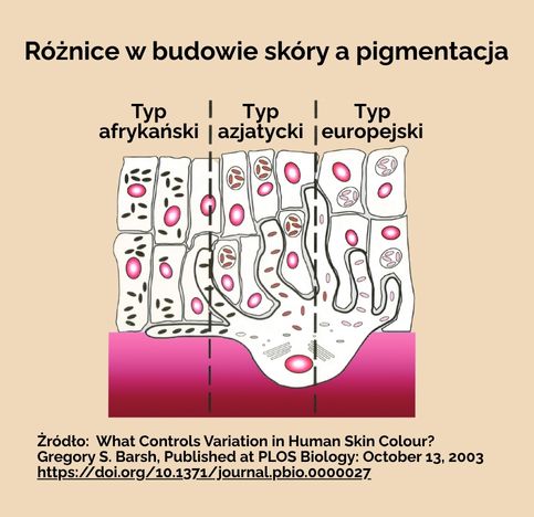 roznice w budowie skory a pigmentacja
