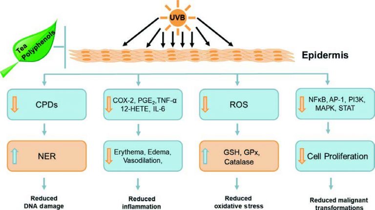 Sharma-Tea-polyphenols-for-the-prevention-of-UVB‐induced-skin-cancer-2017- grassrootshealth article